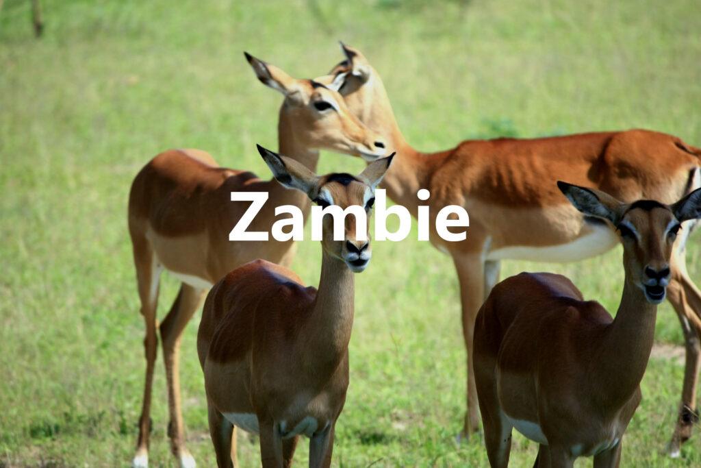 Zambie